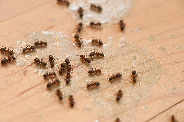 Best Best Pest Control Companies  in Waianae, HI