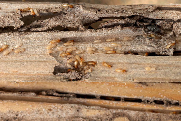 Best Best Pest Control Companies  in Waianae, HI
