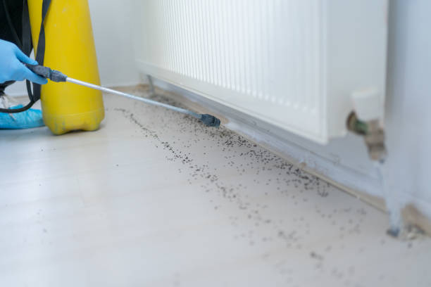 Best Termite Control Services  in Waianae, HI